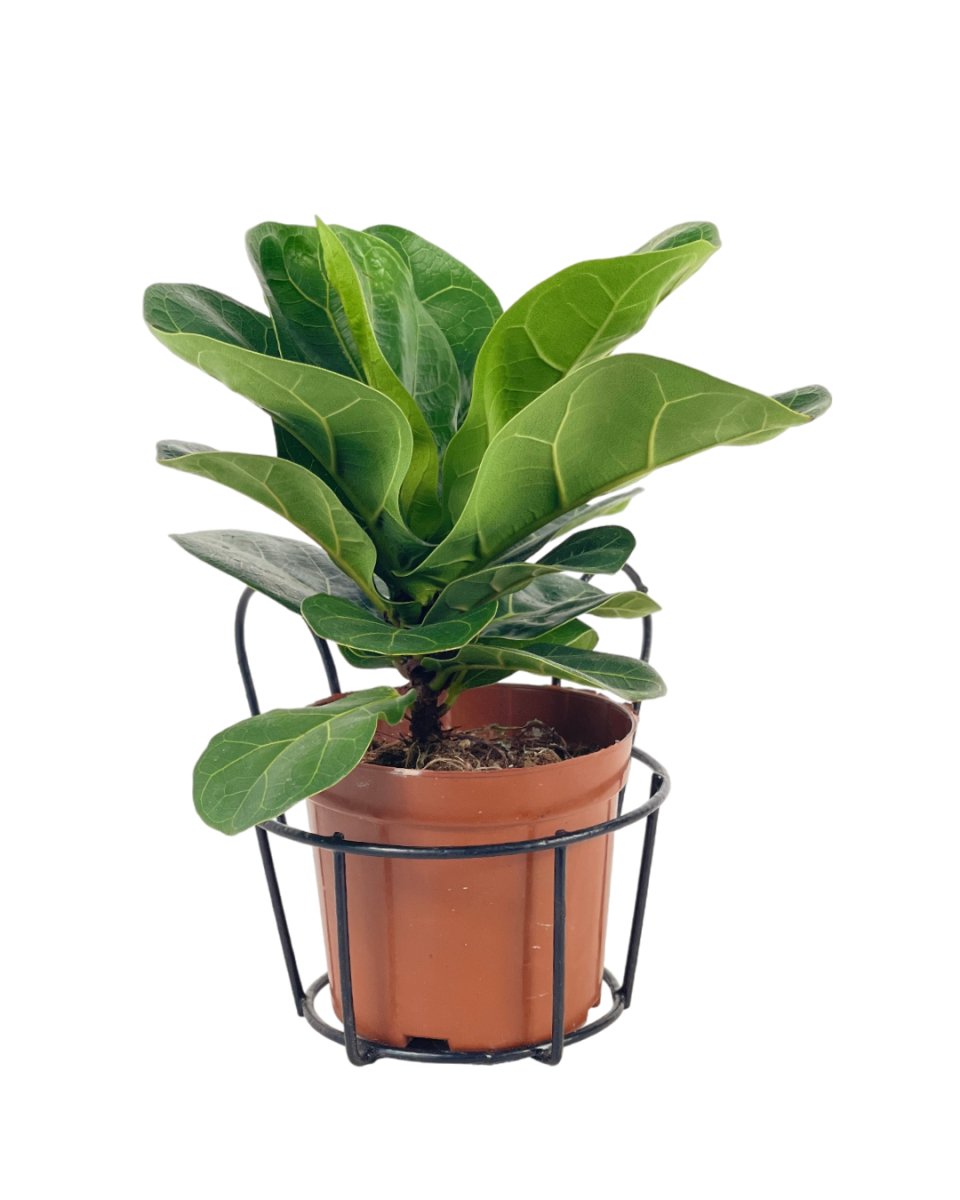 Mini Hanging Rack - Pot - Tumbleweed Plants - Online Plant Delivery Singapore