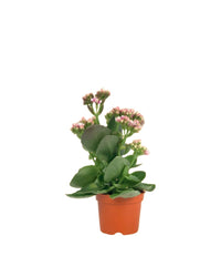 Mini Kalanchoe - grow pot - Potted plant - Tumbleweed Plants - Online Plant Delivery Singapore