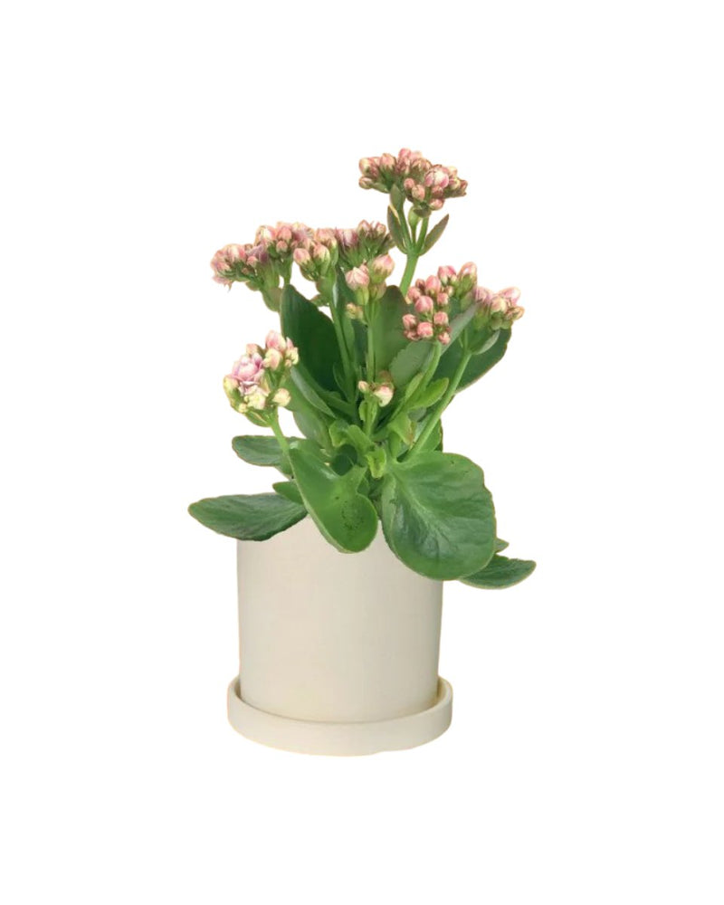 Mini Kalanchoe - white flour planter - cylinder - Potted plant - Tumbleweed Plants - Online Plant Delivery Singapore