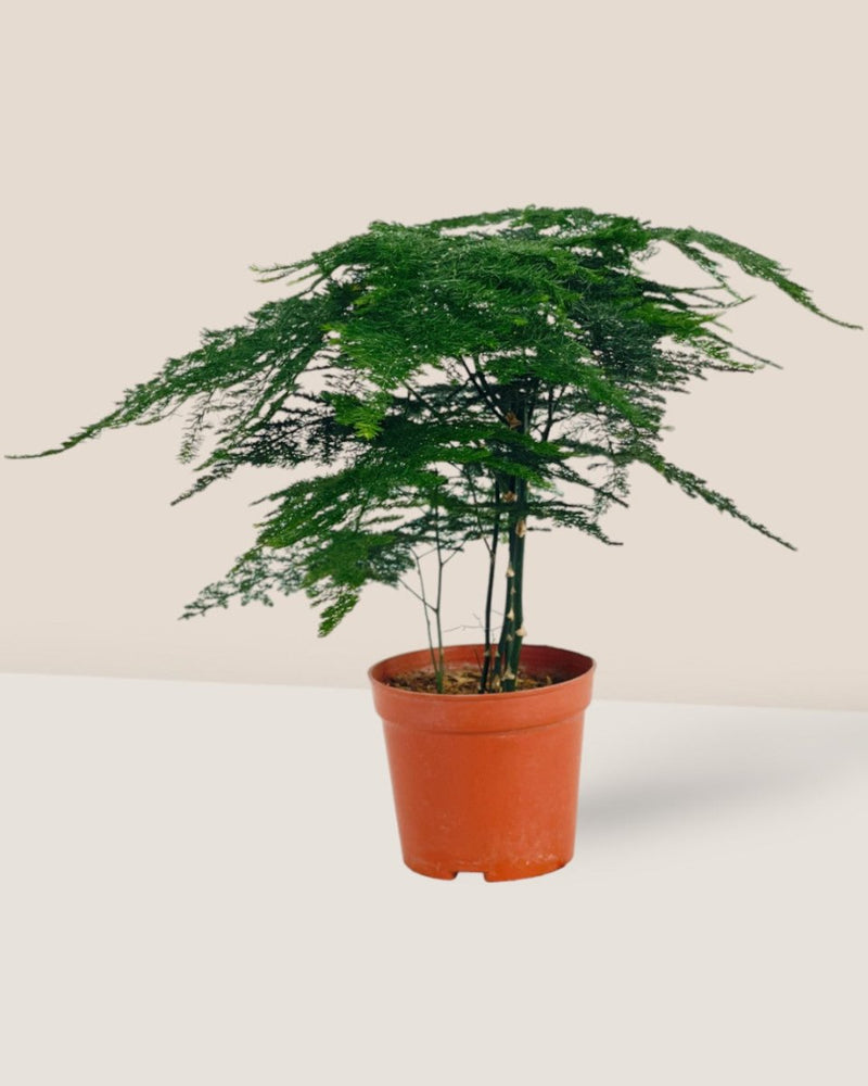 Mini Lace Fern - grow pot - Potted plant - Tumbleweed Plants - Online Plant Delivery Singapore
