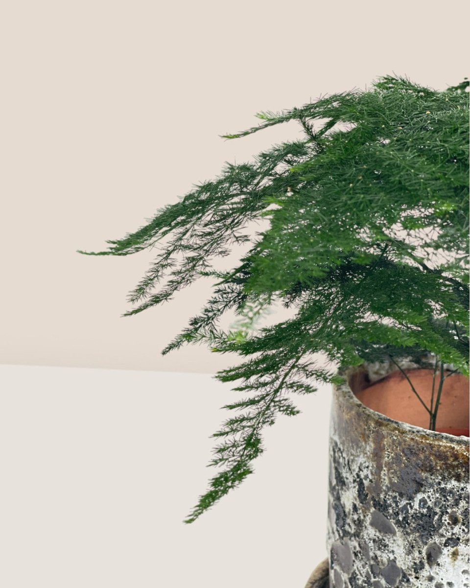 Mini Lace Fern - grow pot - Potted plant - Tumbleweed Plants - Online Plant Delivery Singapore