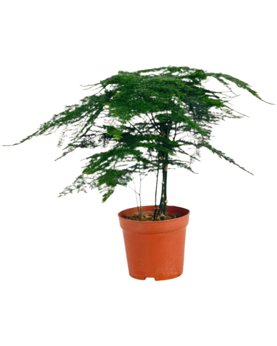 Mini Lace Fern - grow pot - Potted plant - Tumbleweed Plants - Online Plant Delivery Singapore