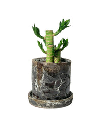 Mini Lucky Bamboo Plant - brown moon pot - cylinder - Potted plant - Tumbleweed Plants - Online Plant Delivery Singapore