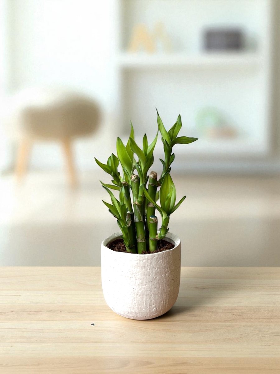 Mini Lucky Bamboo Plant - Cluster - Potted plant - POTT - MINI - GRW - 7238 - Tumbleweed Plants - Online Plant Delivery Singapore
