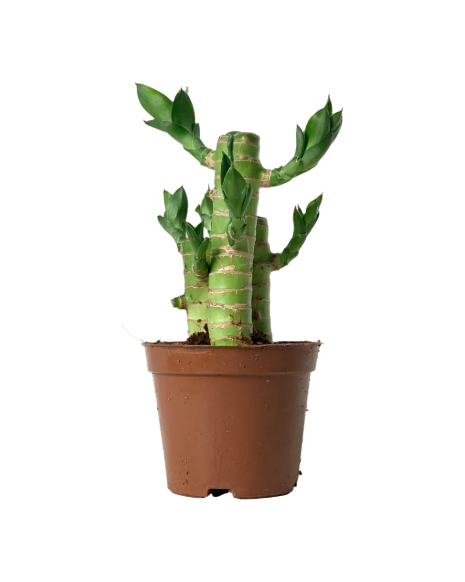 Mini Lucky Bamboo Plant - grow pot - Potted plant - Tumbleweed Plants - Online Plant Delivery Singapore