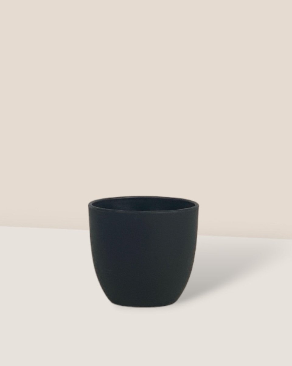 Mini Luxe Plastic Pot - Black - Pot - Tumbleweed Plants - Online Plant Delivery Singapore