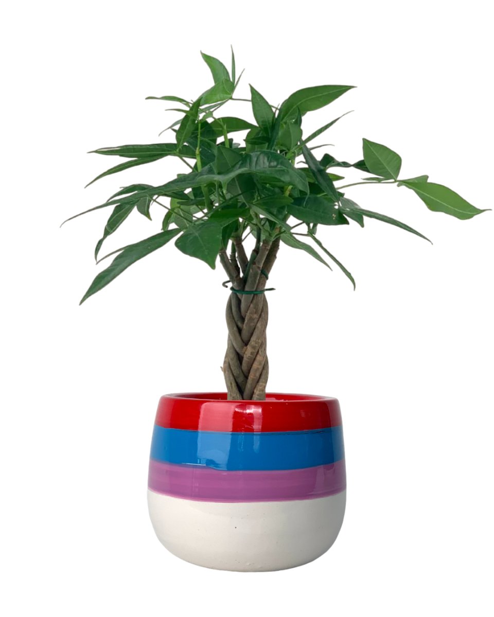 Mini Money Tree - Potted plant - GIFT - MINI - GRW - 3350 - Tumbleweed Plants - Online Plant Delivery Singapore