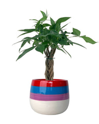 Mini Money Tree - Potted plant - GIFT - MINI - GRW - 3350 - Tumbleweed Plants - Online Plant Delivery Singapore