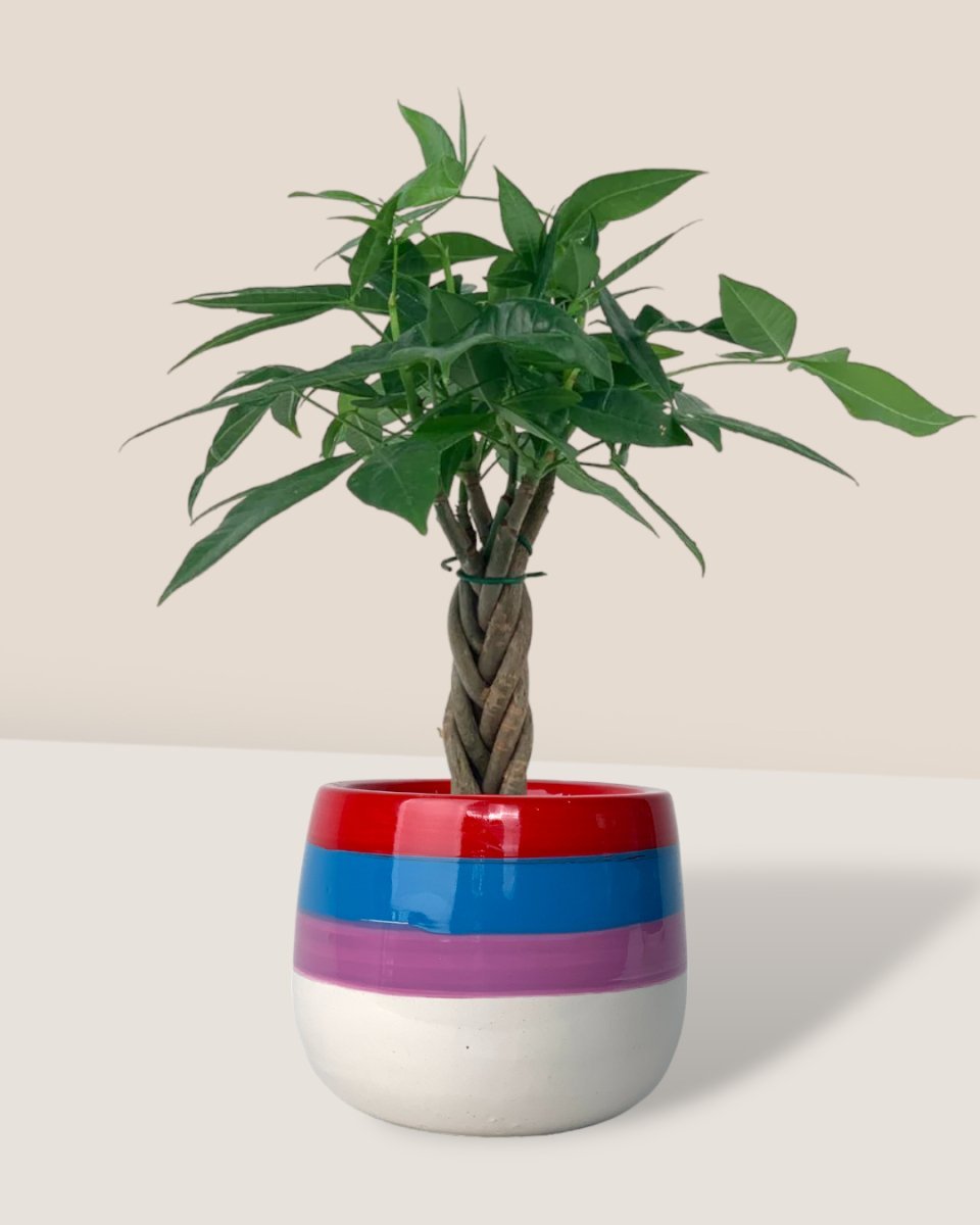 Mini Money Tree - Potted plant - GIFT - MINI - GRW - 3350 - Tumbleweed Plants - Online Plant Delivery Singapore