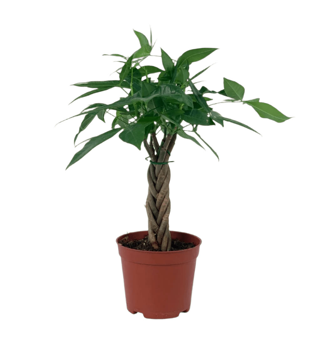 Mini Money Tree - Potted plant - GIFT - MINI - GRW - 3350 - Tumbleweed Plants - Online Plant Delivery Singapore