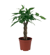 Mini Money Tree - Potted plant - GIFT - MINI - GRW - 3350 - Tumbleweed Plants - Online Plant Delivery Singapore