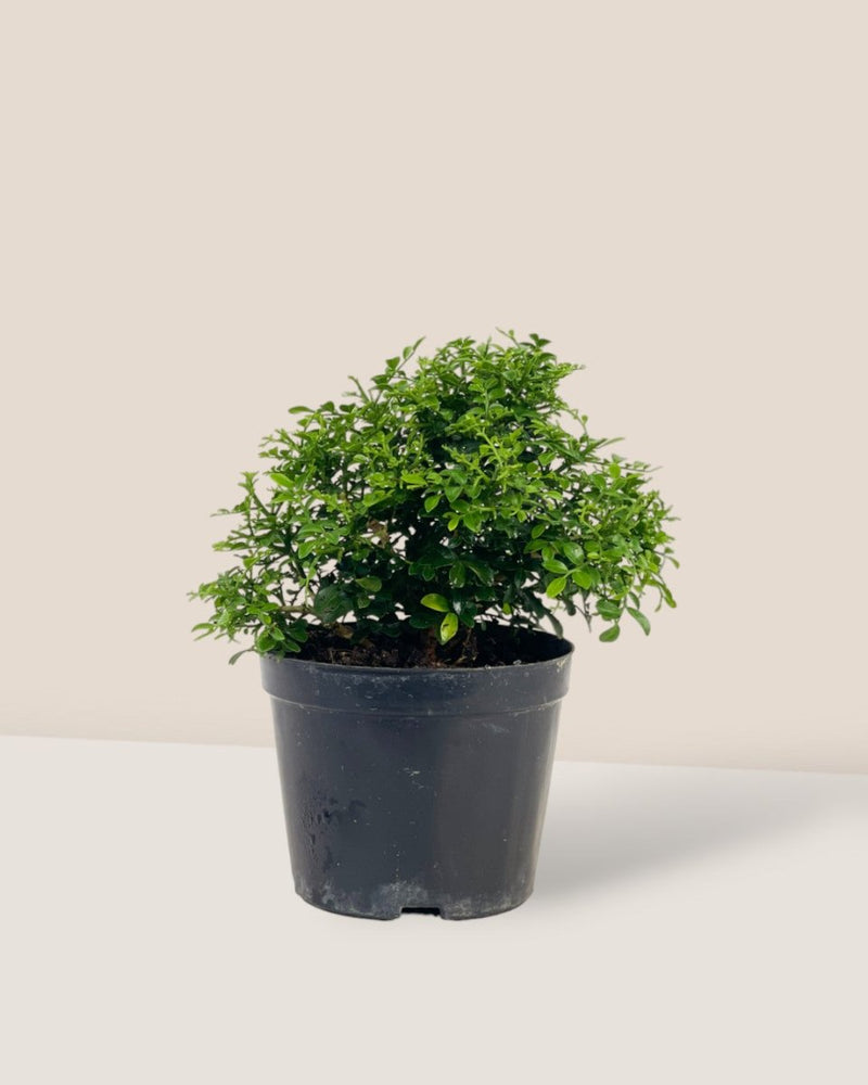 Mini Murraya Exotica Plant - grow pot - Potted plant - Tumbleweed Plants - Online Plant Delivery Singapore
