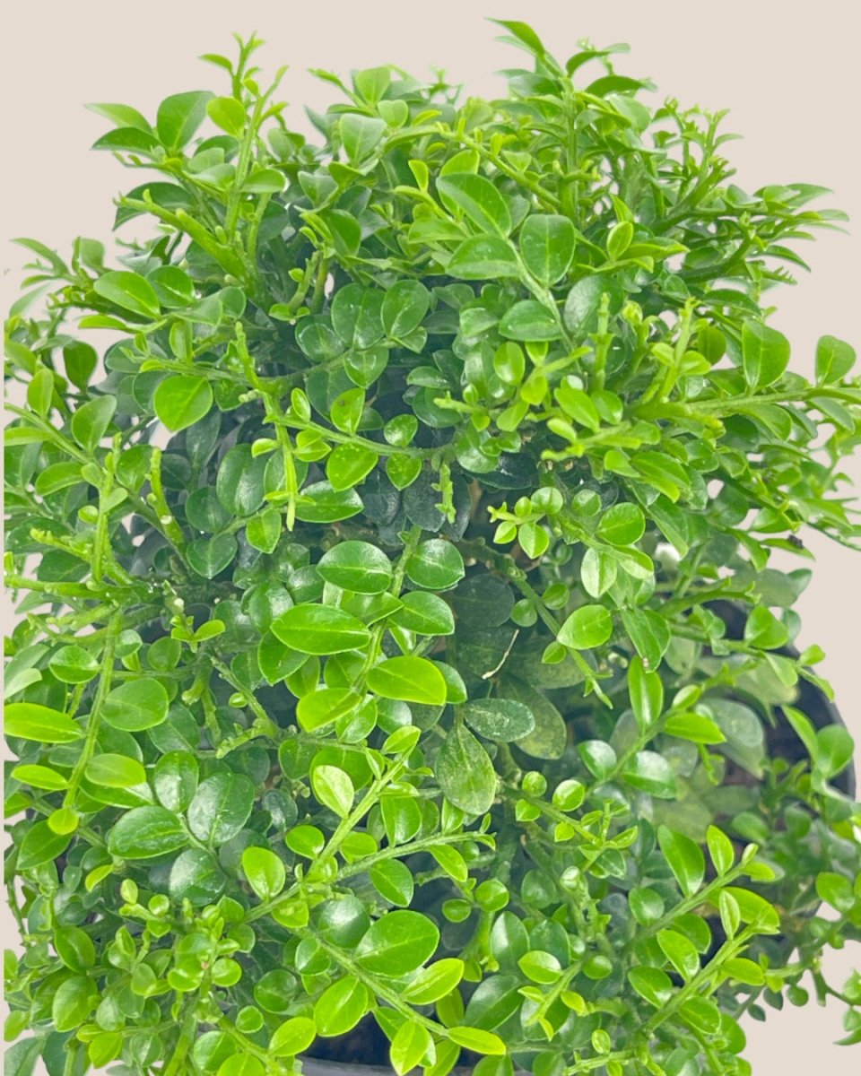 Mini Murraya Exotica Plant - grow pot - Potted plant - Tumbleweed Plants - Online Plant Delivery Singapore