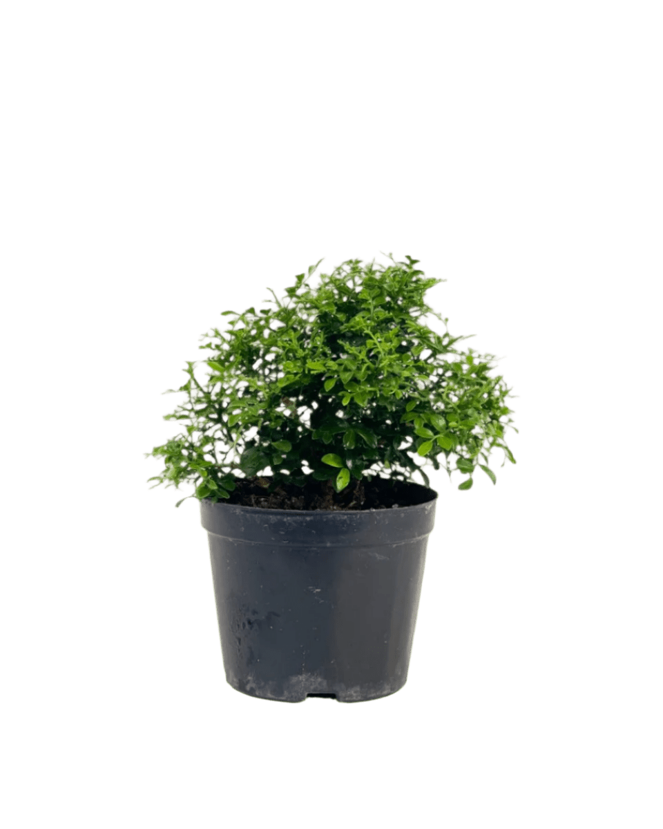 Mini Murraya Exotica Plant - grow pot - Potted plant - Tumbleweed Plants - Online Plant Delivery Singapore