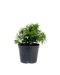 Mini Murraya Exotica Plant - grow pot - Potted plant - Tumbleweed Plants - Online Plant Delivery Singapore