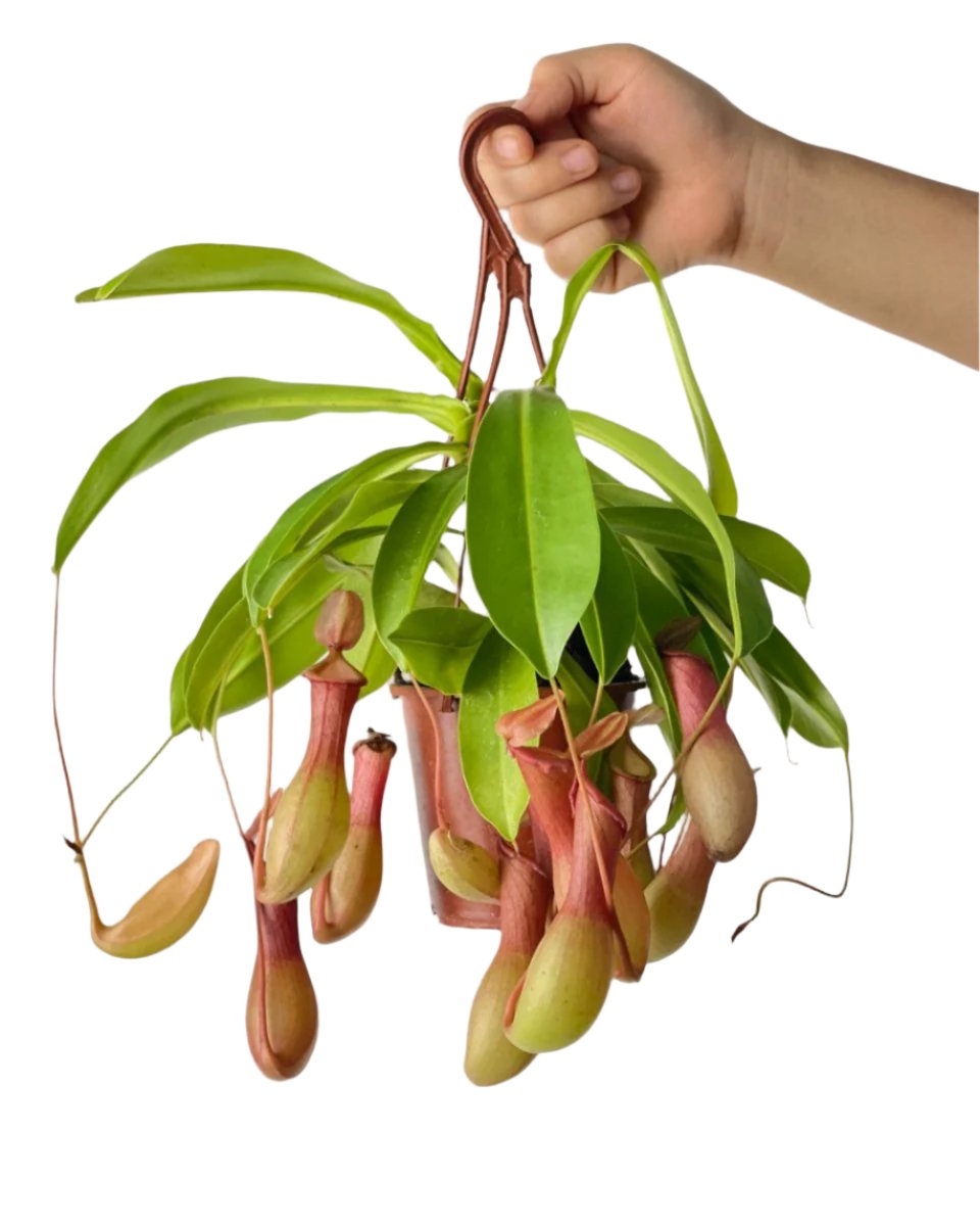 Mini Nepenthes Pitcher Plant - grow pot - Potted plant - Tumbleweed Plants - Online Plant Delivery Singapore