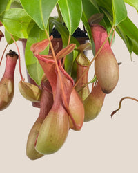 Mini Nepenthes Pitcher Plant - kitty planter - Potted plant - Tumbleweed Plants - Online Plant Delivery Singapore