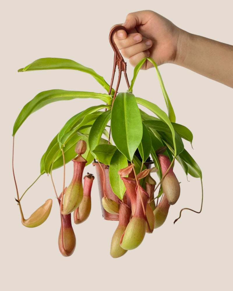 Mini Nepenthes Pitcher Plant - kitty planter - Potted plant - Tumbleweed Plants - Online Plant Delivery Singapore