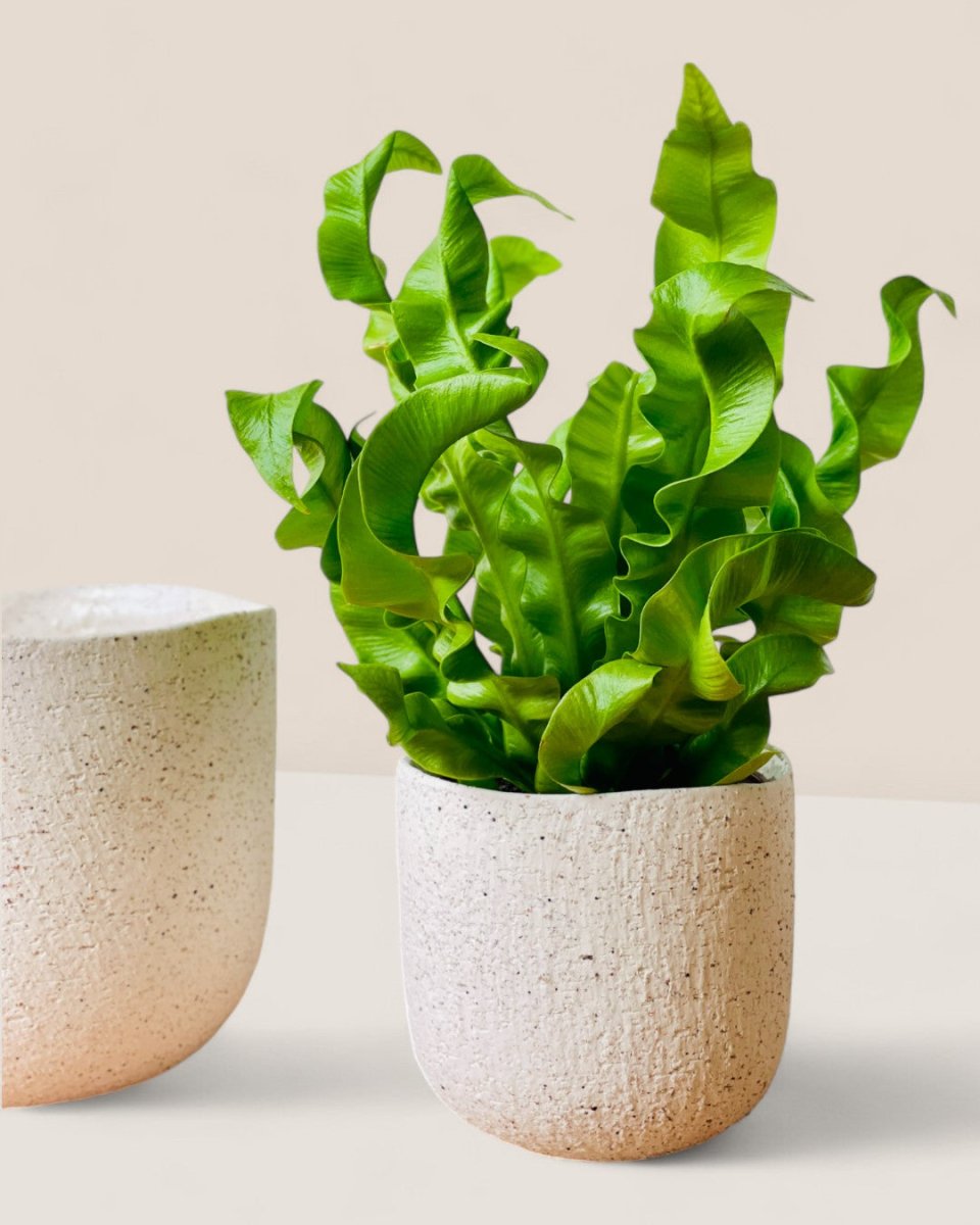 Mini Octavia Planter - Pots - POTS - OCTA - 6481 - Tumbleweed Plants - Online Plant Delivery Singapore