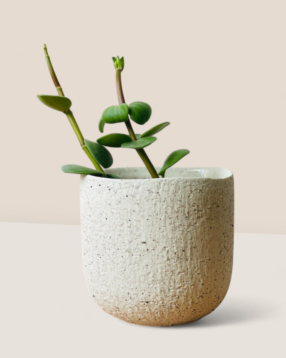 Mini Octavia Planter - Pots - POTS - OCTA - 6481 - Tumbleweed Plants - Online Plant Delivery Singapore