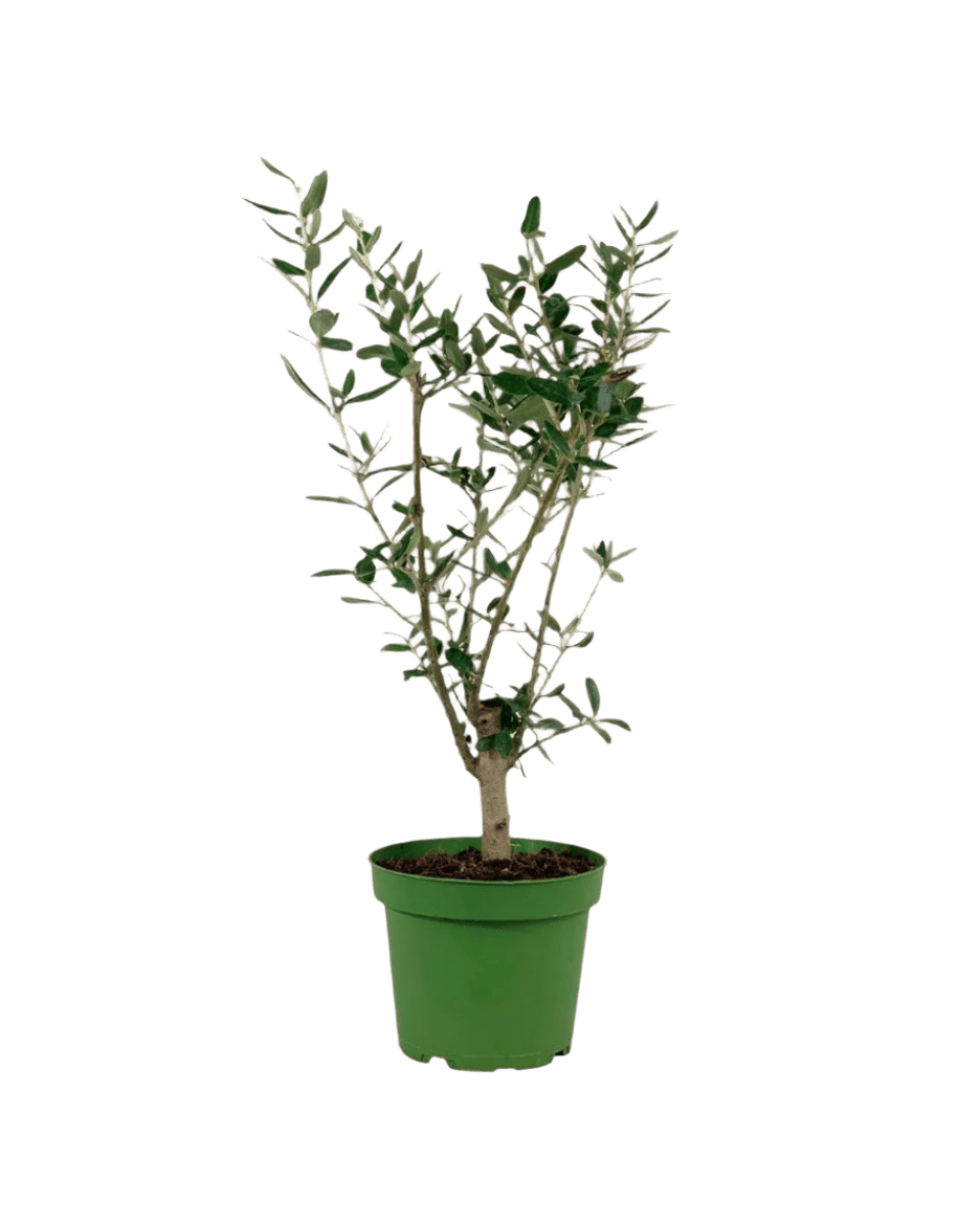 Mini Olive Tree (Olea Europaea Holland) - Potted plant - POTT - MINI - GRW - 3660 - Tumbleweed Plants - Online Plant Delivery Singapore