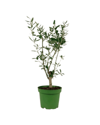 Mini Olive Tree (Olea Europaea Holland) - Potted plant - POTT - MINI - GRW - 3660 - Tumbleweed Plants - Online Plant Delivery Singapore