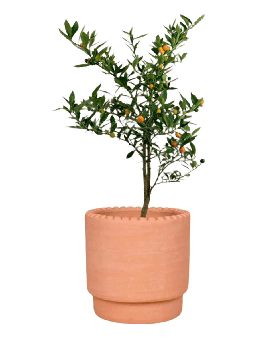 dotted rim terracotta pot