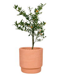 Mini Orange Tree - Potted plant - GIFT - MINI - DTT - 4630 - Tumbleweed Plants - Online Plant Delivery Singapore