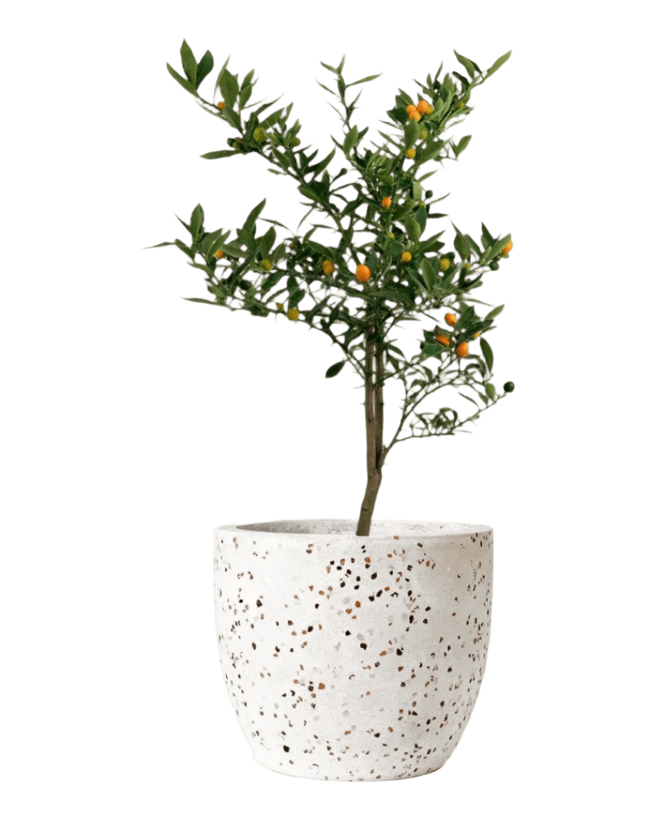 Mini Orange Tree - Potted plant - GIFT - MINI - GGP - 4629 - Tumbleweed Plants - Online Plant Delivery Singapore