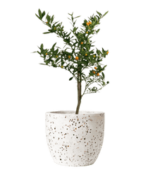 Mini Orange Tree - Potted plant - GIFT - MINI - GGP - 4629 - Tumbleweed Plants - Online Plant Delivery Singapore