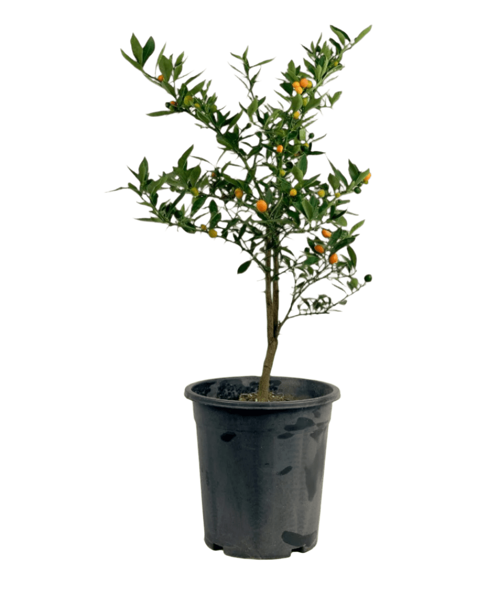 Mini Orange Tree - Potted plant - GIFT - MINI - GRW - 4631 - Tumbleweed Plants - Online Plant Delivery Singapore