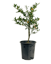 Mini Orange Tree - Potted plant - GIFT - MINI - GRW - 4631 - Tumbleweed Plants - Online Plant Delivery Singapore