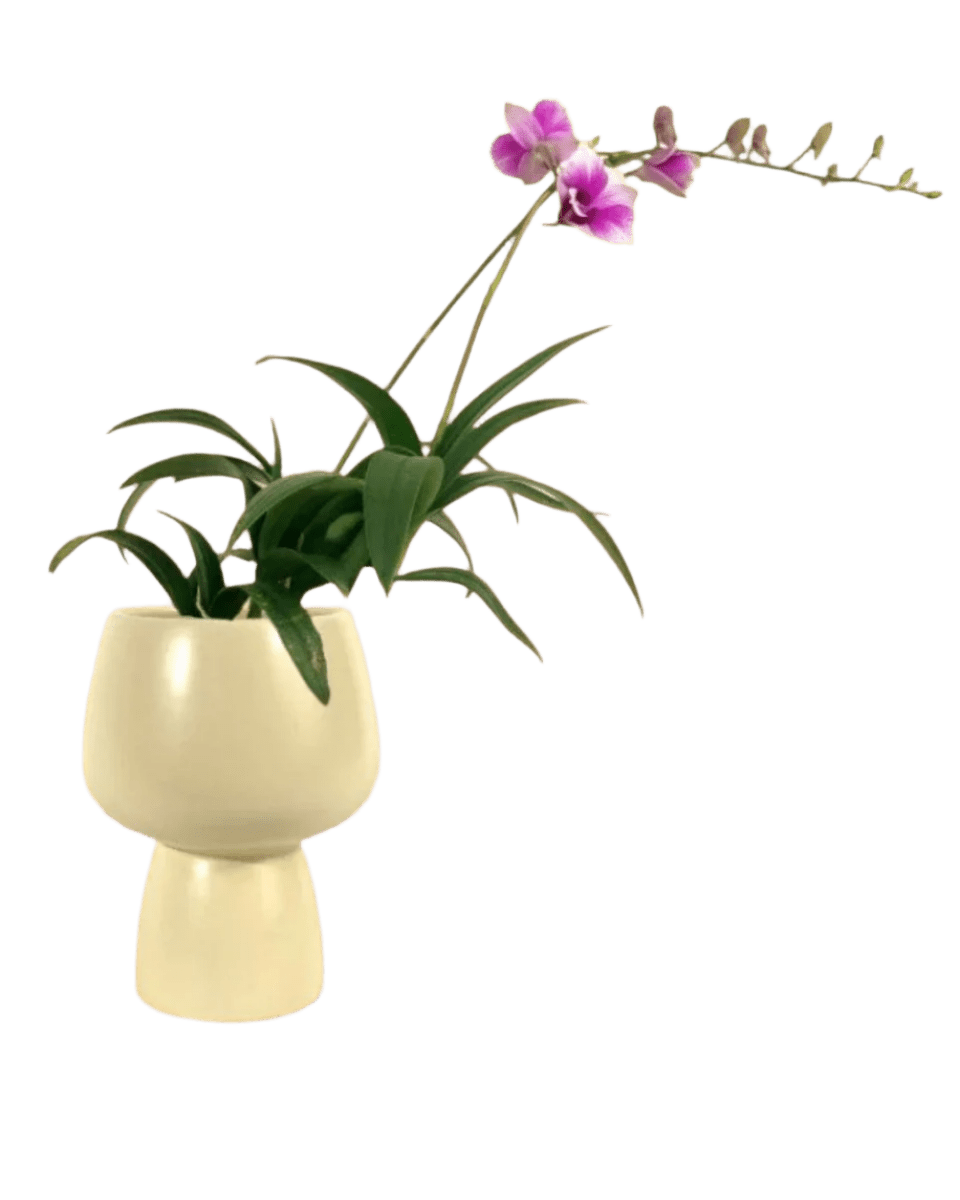 Mini Orchid - ceramic sand pot - Potted plant - Tumbleweed Plants - Online Plant Delivery Singapore