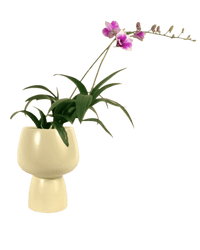 Mini Orchid - ceramic sand pot - Potted plant - Tumbleweed Plants - Online Plant Delivery Singapore