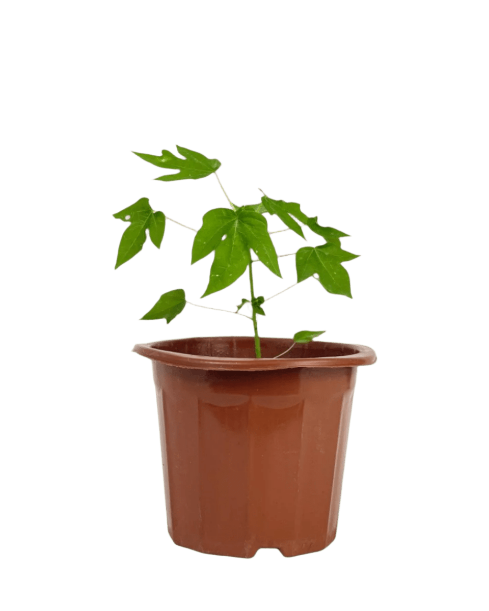 Mini Papaya Plant - Potted plant - POTT - PAPA - GRW - 5627 - Tumbleweed Plants - Online Plant Delivery Singapore