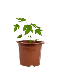 Mini Papaya Plant - Potted plant - POTT - PAPA - GRW - 5627 - Tumbleweed Plants - Online Plant Delivery Singapore