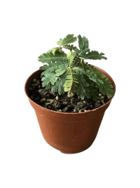 Mini Raintree - Potted plant - POTT - MINI - 3747 - Tumbleweed Plants - Online Plant Delivery Singapore