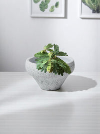 Mini Raintree - Potted plant - POTT - MINI - 3746 - Tumbleweed Plants - Online Plant Delivery Singapore