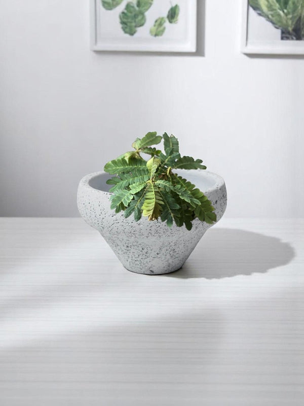 Mini Raintree - Potted plant - POTT - MINI - 3746 - Tumbleweed Plants - Online Plant Delivery Singapore