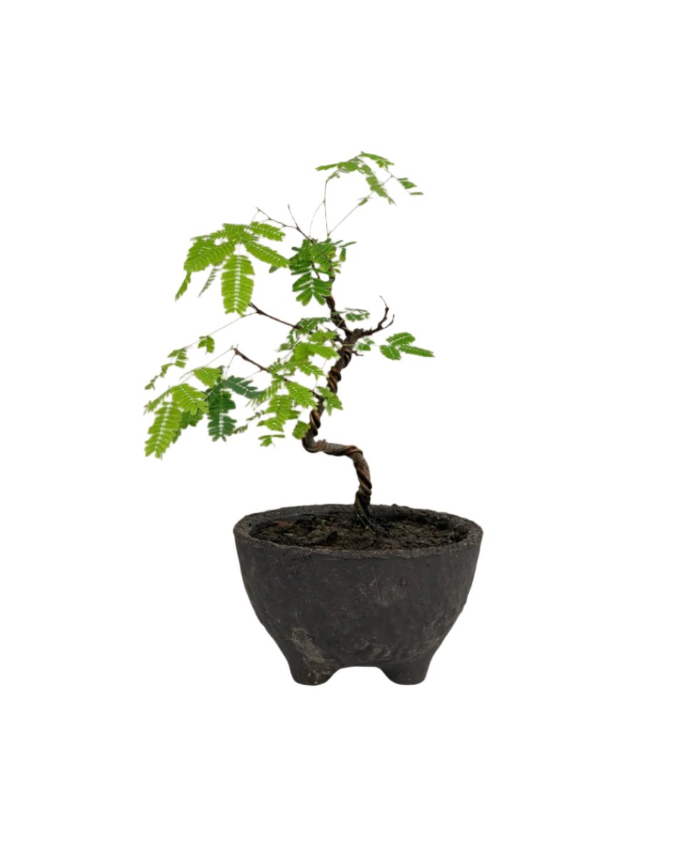 Mini Raintree - wabi sabi coal planter - Potted plant - Tumbleweed Plants - Online Plant Delivery Singapore