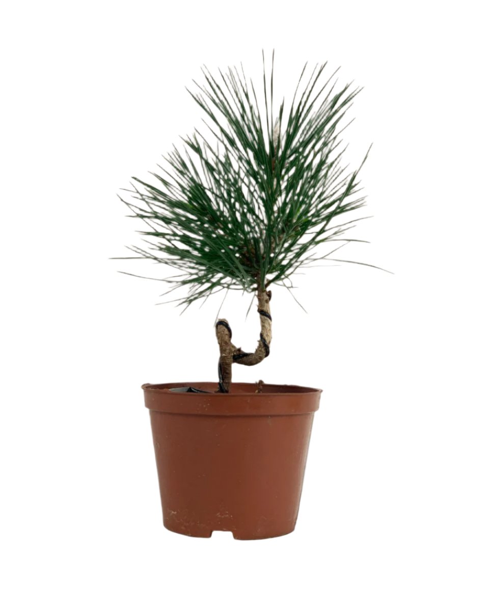 Miniature Japanese Black Pine/Pinus Thunbergii - grow pot - Potted plant - Tumbleweed Plants - Online Plant Delivery Singapore