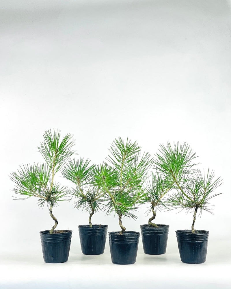 Miniature Japanese Black Pine/Pinus Thunbergii - grow pot - Potted plant - Tumbleweed Plants - Online Plant Delivery Singapore