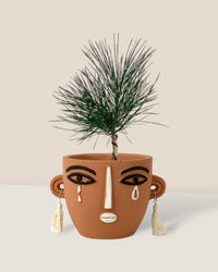 Miniature Japanese Black Pine/Pinus Thunbergii - polly planter - brown/short - Potted plant - Tumbleweed Plants - Online Plant Delivery Singapore