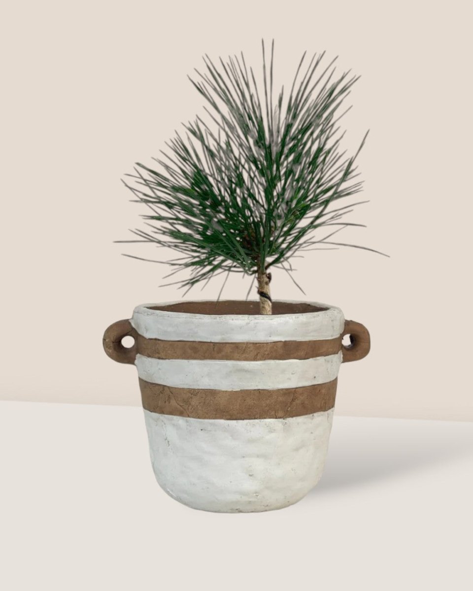 Miniature Japanese Black Pine/Pinus Thunbergii - portafino planter - white - Potted plant - Tumbleweed Plants - Online Plant Delivery Singapore