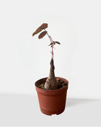 Mirabilis (Japan) - Potted plant - POTT - MIRA - GRW - 7455 - Tumbleweed Plants - Online Plant Delivery Singapore