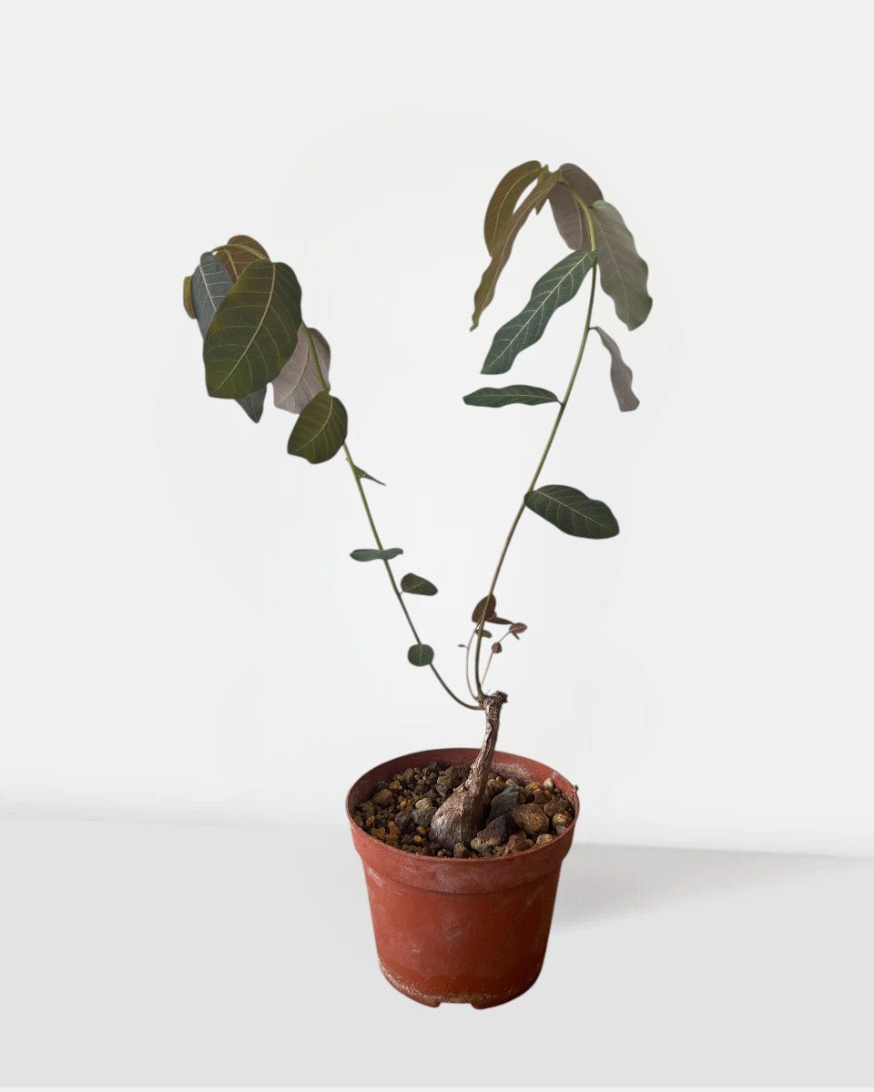 Grow Pot