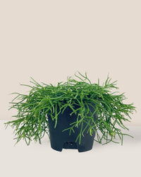 Mistletoe Cactus - grow pot - Potted plant - Tumbleweed Plants - Online Plant Delivery Singapore