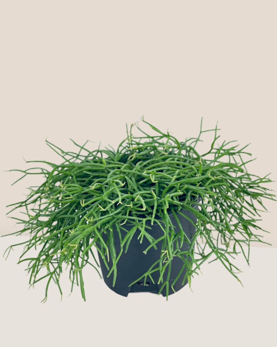 Mistletoe Cactus - grow pot - Potted plant - Tumbleweed Plants - Online Plant Delivery Singapore