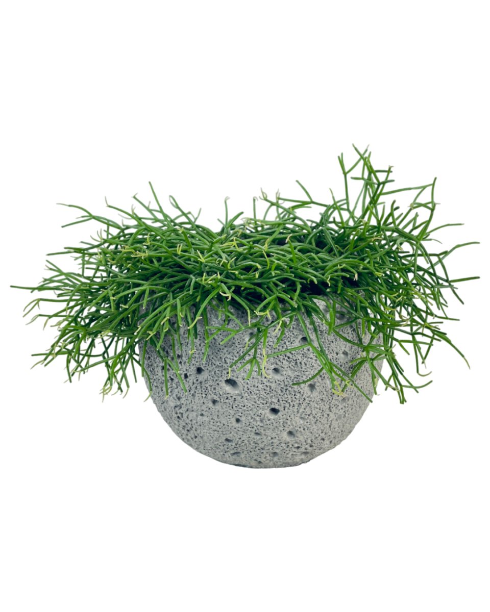 Mistletoe Cactus - grow pot - Potted plant - Tumbleweed Plants - Online Plant Delivery Singapore