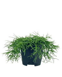 Mistletoe Cactus - grow pot - Potted plant - Tumbleweed Plants - Online Plant Delivery Singapore